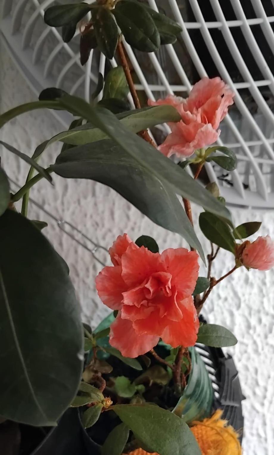 Hostel Aprisco Sao Paulo Dış mekan fotoğraf